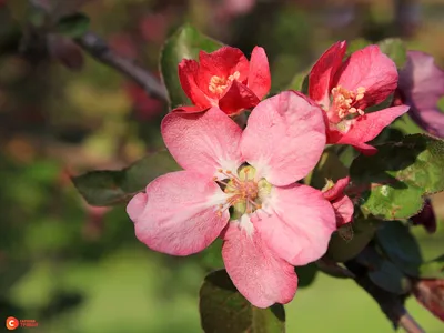 Яблоневый сад | Пикабу