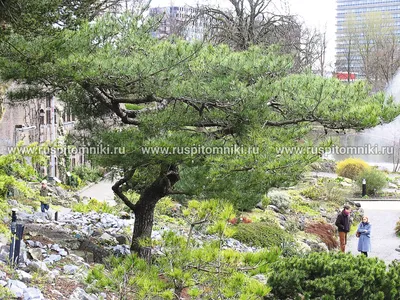 Сосна японская белая - Bonsai Sale