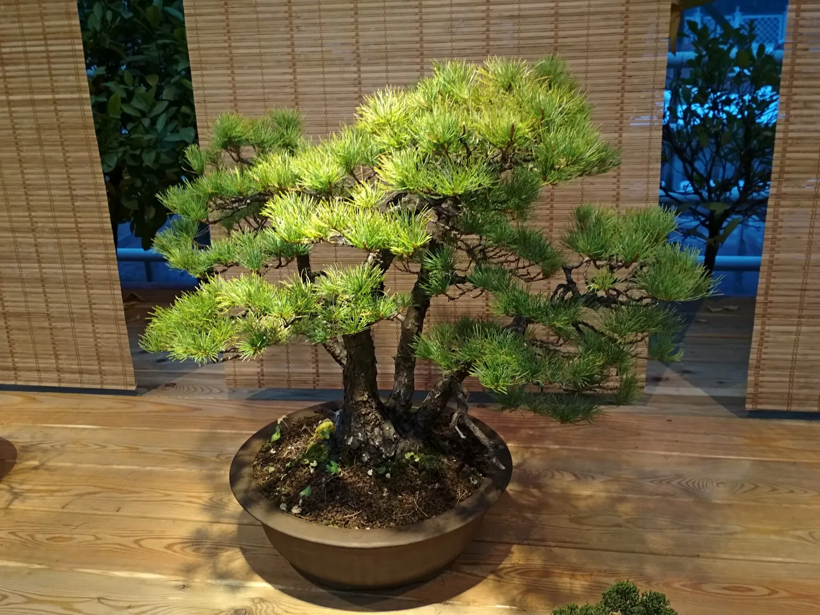 Сосна Негиши бонсай. Бонсай белая сосна. Сосна мелкоцветковая (Pinus parviflora Negishi= Bonsai. Японская сосна бонсай