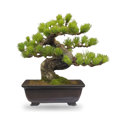 Сосна японская белая - Bonsai Sale