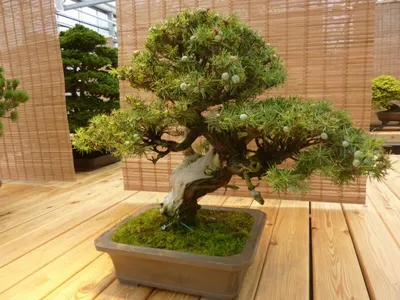 Сосна японская чёрная - Bonsai Sale