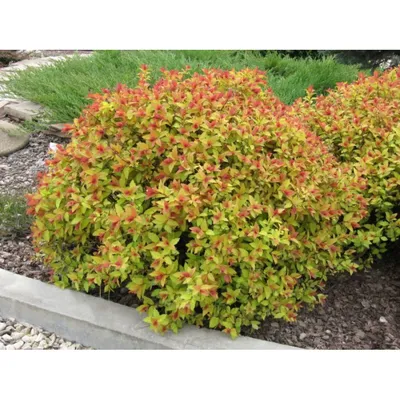 Spiraea japonica 'Sonia', Спирея японская 'Соня'|landshaft.info