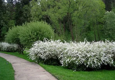 Спирея японская (Spiraea japonica) - Спирея японская - Спирея -  Декоративные кустарники - По виду - Каталог - LESKOVO-PITOMNIK.ru