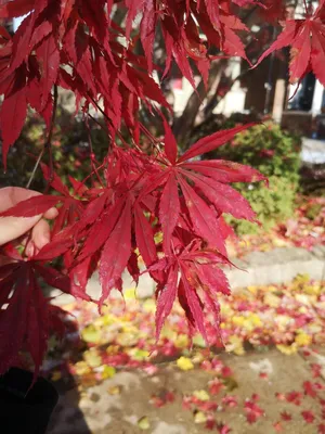 КЛЕН японский (англ. Japonese maple) | Анастасия Смирнова | Дзен