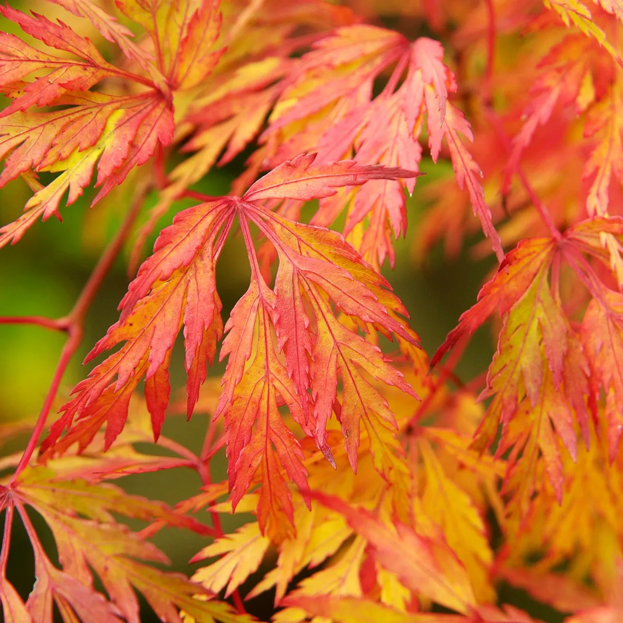 Клен японский сорта. Acer palmatum Tamukeyama. Японский клен на прозрачном фоне.