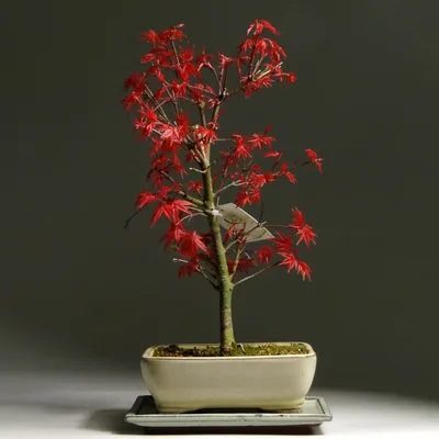 Клен японский плакучий пальмолистный \"Emerald Lace\"(Acer palmatum Emerald  Lace) купить почтой в Одессе, Киеве, Украине | Agro-Market