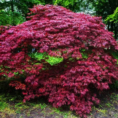 ᐉ Японский клен Rovinsky Garden (Japanese maple) Orange Dream 30-40 см  (объем горшка 0.75 л) • Купить в Киеве, Украине • Лучшая цена в Эпицентр К