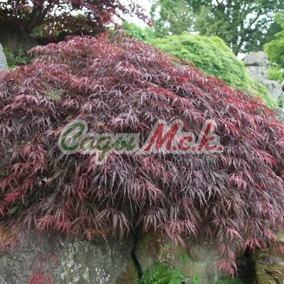 Клен японский \"ГРАНАТ\" Acer palmatum dissectum \"Garnet\". (ID#1304633702),  цена: 1750 ₴, купить на Prom.ua