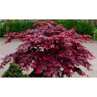 Японский Клен Красный (Acer Japonicum). Украина Фотография, картинки,  изображения и сток-фотография без роялти. Image 11066414