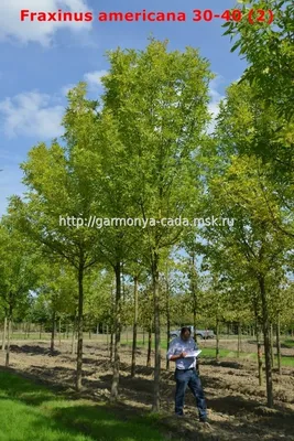 Ясень американский (Fraxinus americana)