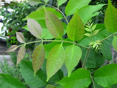 Купить саженцы Ясень американский Fraxinus americana с доставкой по всей  России — интернет-магазин «Сады Семирамиды» в Москве