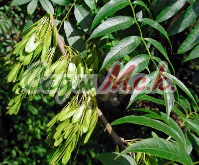 Ясень американский (Fraxinus americana)