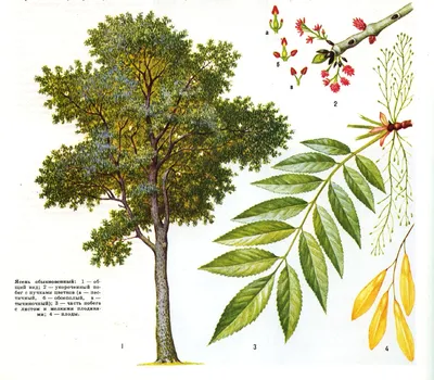 Ясень американский «Скайлайн» / Fraxinus americana 'Skyline' | MULTIFLORA