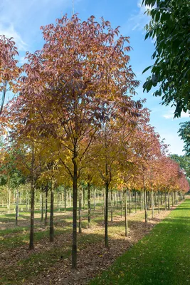 Ясень американский «Скайлайн» / Fraxinus americana 'Skyline' | MULTIFLORA