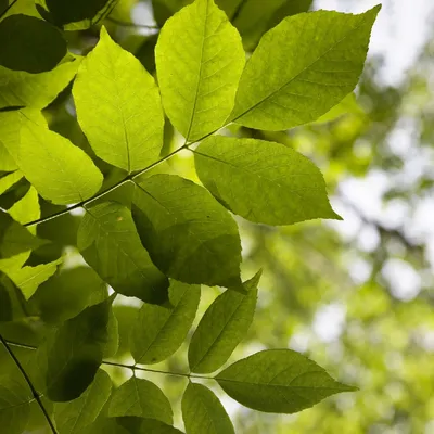 Ясень американский (Fraxinus americana) - PictureThis