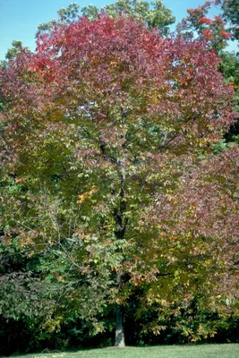 Ясень американский «Отом Аплаус» / Fraxinus americana 'Autumn Applause' |  MULTIFLORA