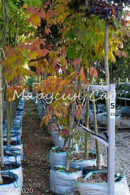 Ясень американский Скайлайн (Fraxinus americana Skyline)