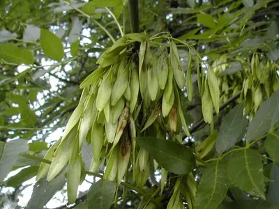 Ясень американский «Отом Аплаус» / Fraxinus americana 'Autumn Applause' |  MULTIFLORA