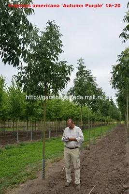 Ясень американский Отум Пурпл (Fraxinus americana Autumn Purple)