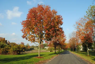 Ясень американский Autumn Purple - Ясень - Лиственные - Растения - Каталог  - marusin-sad.com