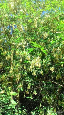 Ясень американский Отум Пурпл (Fraxinus americana Autumn Purple)