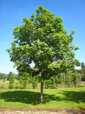 Ясень дерево фото фото