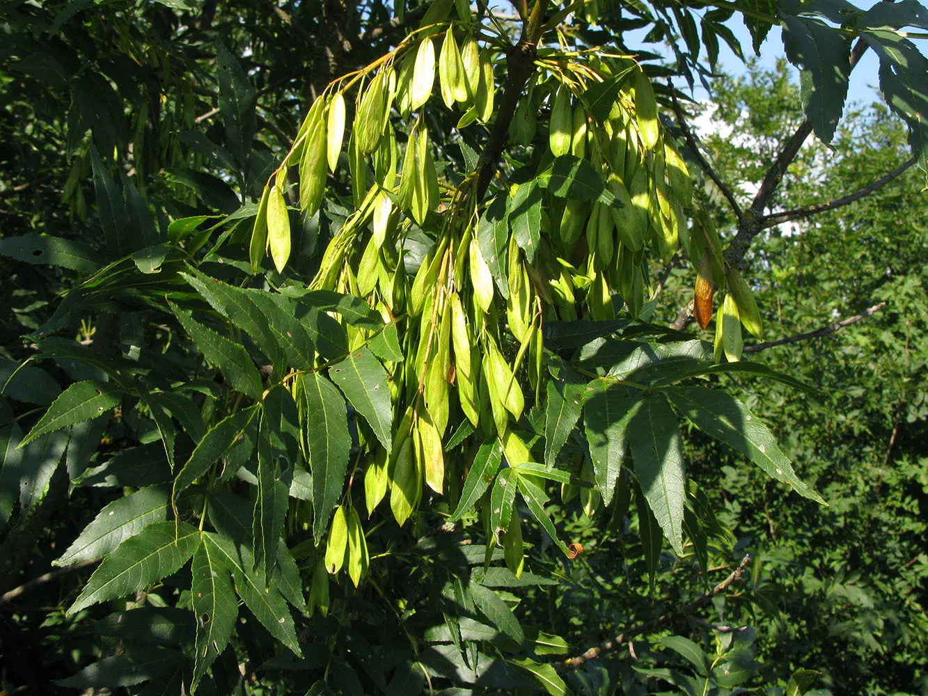 Ясень обыкновенный Fraxinus Excelsior. Ясень шерстистый ясень Зибольда. Ясень обыкновенный -Fráxinus Excélsior. Fraxinus Excelsior дерево.