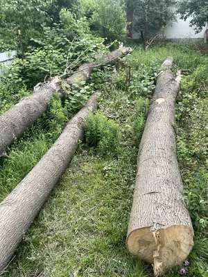 Каталог Термо Ясень от магазина Древесина.ру