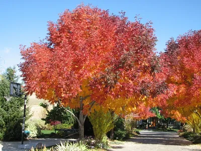 Ясень обыкновенный \"Fraxinus excelsior\" купить по цене 1200 рублей от  питомника саженцев и растений Центросад | Фото и консультация по уходу