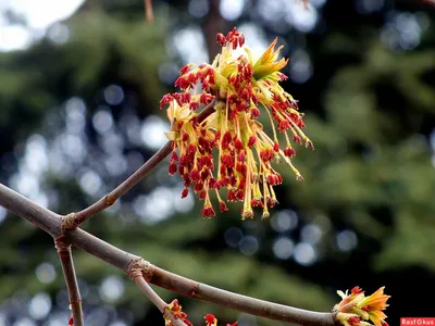 Ясень золотистый \"Fraxinus\" купить по цене цена по запросу от питомника  саженцев и растений Центросад | Фото и консультация по уходу