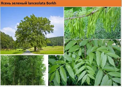 Ясень зеленый Fraxinus lanceolata Borkh - купить в Киеве и области,  справедливая цена - Green Garth (Грин Гарт)