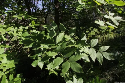 Ясень пенсильванский, fraxinus pennsylvanica