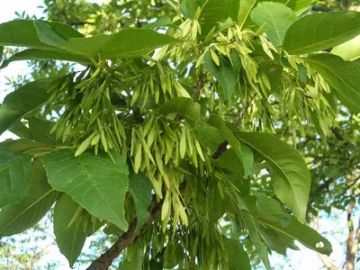 Ясень маньчжурский Fráxinus mandshurica Rupr.