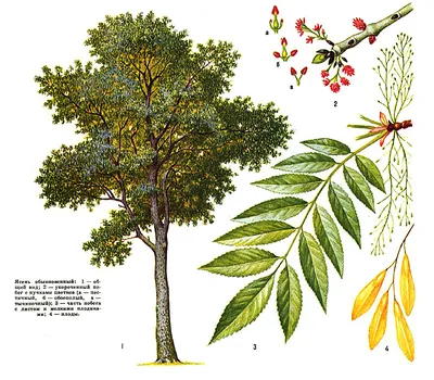 Ясень / Деревья / Энциклопедия растений / FloraPedia.ru - Энциклопедия  растений