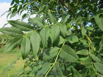 Ясень обыкновенный (Fráxinus excélsior) С30, 350-400 см, цена в  Санкт-Петербурге от компании Вилла-планта (садовый центр и питомник  растений, ландшафтное бюро)