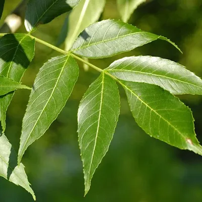 Ясень обыкновенный (Fraxinus excelsior) | Ракита. Питомник растений