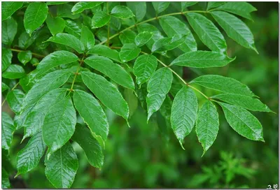 Ясень маньчжурский Fráxinus mandshurica Rupr.