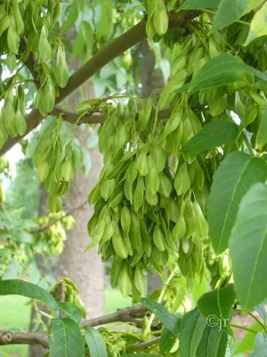 Ясень маньчжурский (Fraxinus mandshurica)