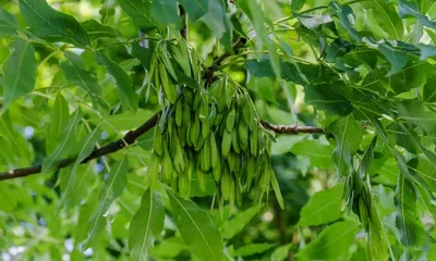 Ясень обыкновенный, Faxinus excelsior