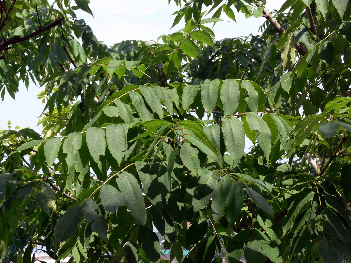 Приморские деревья. Ясень маньчжурский Fraxinus mandshurica. Ясень маньчжурский Fráxinus mandshurica. Бархат Амурский -Phellodendron amurense. Ясень маньчжурский Fraxinus mandshurica лист.