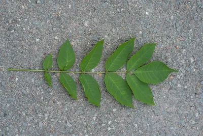 Ясень обыкновенный или высокий (Fraxinus excelsior) - Лиственные растения  весна 2024 года - купить лиственные растения спирея, кизильник, барбарис,  лапчатка.