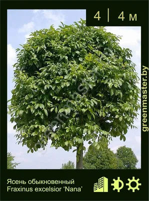 Ясень маньчжурский (Fraxinus mandshurica)