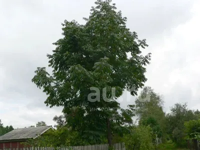 Ясень маньчжурский (Fraxinus mandshurica) Саженцы.ЗКС (закрытая корневая  система) — купить в Красноярске. Декоративные кустарники и деревья на  интернет-аукционе Au.ru