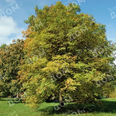 Ясень Fraxinus, ясень обыкновенный, ясень пенсильванский, ясень белый