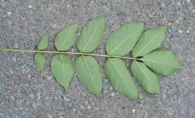 Ясень маньчжурский (Fraxinus mandshurica)