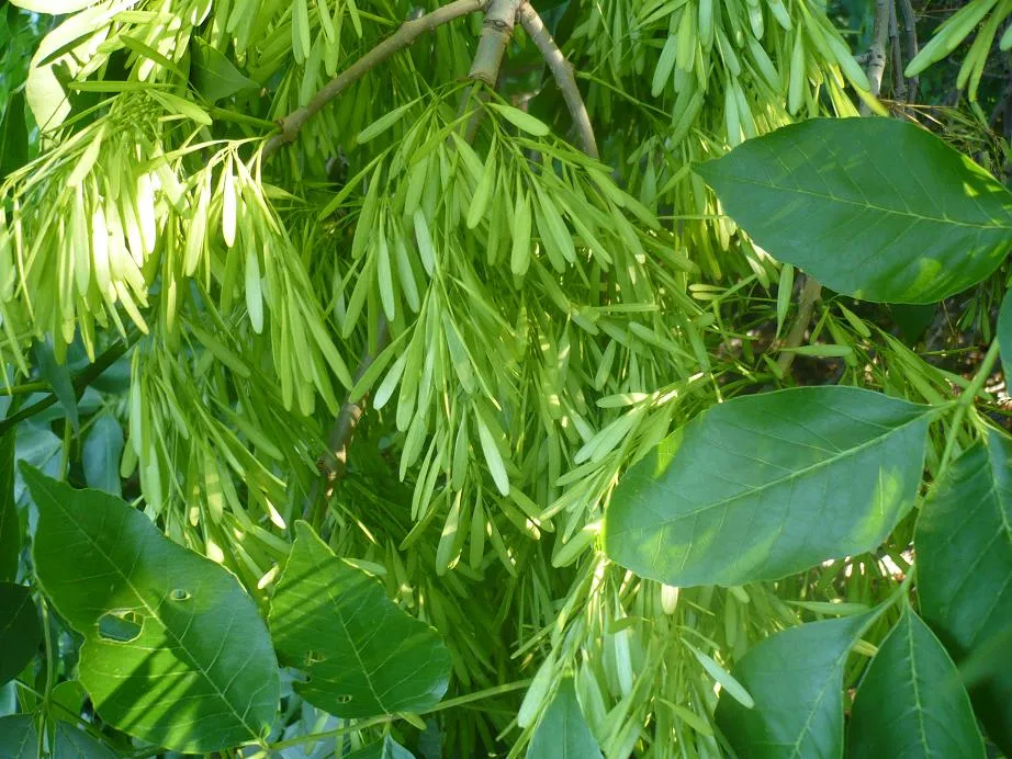 Эхо ясен. Ясень ланцетный. Ясень ланцетный листья. Ясень пенсильванский плод. Ясень зеленый Fraxinus lanceolata.
