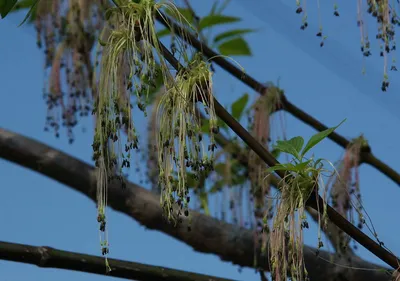 Цветущий ясень манный (Fraxinus ornus) Stock Photo | Adobe Stock