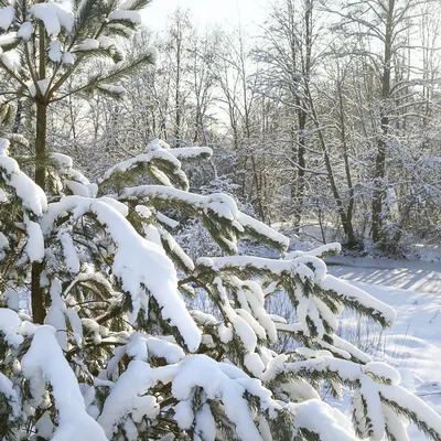 ясень альпийский в снегу Фон Обои Изображение для бесплатной загрузки -  Pngtree