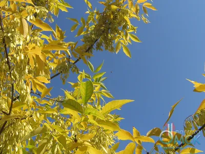 Спасский ясень признан памятником живой природы