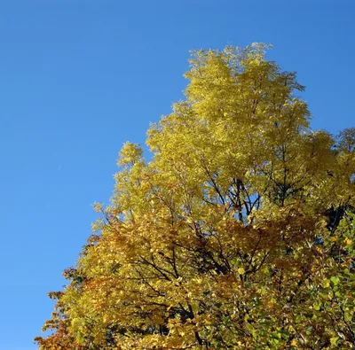 Андрей Сулима - Есть старая легенда. Когда бог создал ясень, то все деревья  в лесу стали завидовать ему. Ясень был самым красивым. В нем невозможно  было найти ни одного изъяна. Но когда